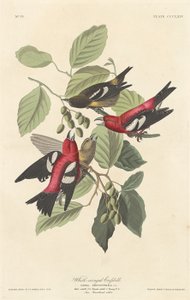 Bec-croisé bifascié - Robert Havell after John James Audubon