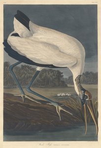 Ibis des bois - Robert Havell after John James Audubon