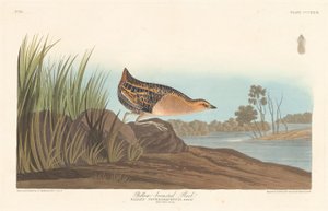 Râle à poitrine jaune