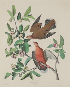 Tourterelle Zenaida - Robert Havell after John James Audubon