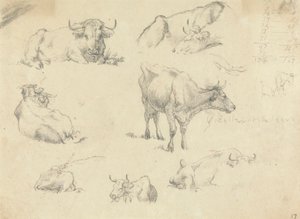 Vaches sous divers angles