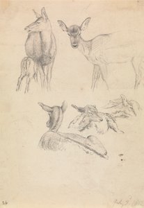 Cerfs et leurs petits