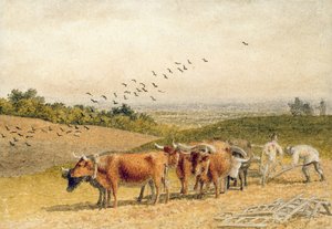 Bœufs labourant un champ de Downland