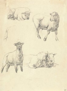 Moutons - Robert Hills