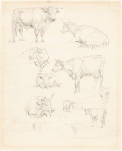 Études de bovins