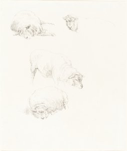 Études de Moutons