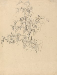 Étude de feuillage
