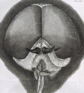 Mouche grise, observation XXXIX de la Micrographia de Hooke, 1664