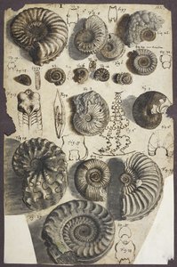 Pierres de serpent (ammonites)