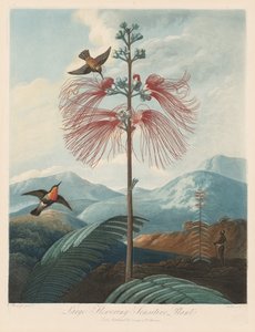 Le Temple de Flora, ou Jardin de la Nature: Grande sensitive à fleurs - Robert John Thornton