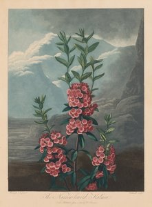 Le Temple de Flora, ou Jardin de la Nature : Le Kalmia à feuilles étroites, Laurier des montagnes, 1804 - Robert John Thornton