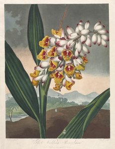 Le Temple de Flora, ou Jardin de la Nature : Le Renealmia Nodding, 1801