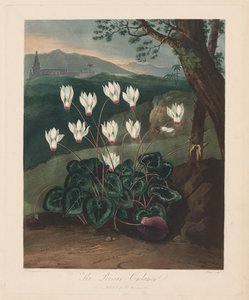 Le temple de Flora, ou Jardin de la nature : Le Cyclamen persan