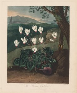 Le Temple de Flora, ou Jardin de la Nature : Le Cyclamen persan, 1799-1807