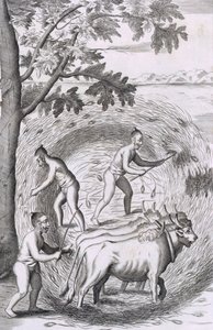 La manière de fouler leur riz, de An Historical Relation of the Island Ceylon, pub. 1681 - Robert Knox