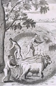 La manière de fouler leur riz, pub. 1681 - Robert Knox