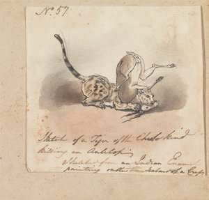 Un guépard tuant une antilope - Robert Mabon