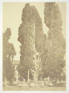 Sans titre (Arbres à Rome) - Robert MacPherson