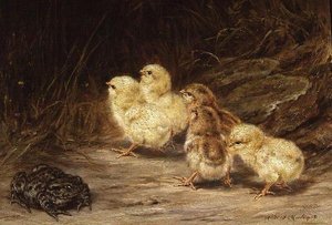 Poussins et crapaud