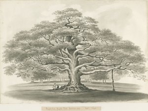 Blithfield - Chêne de Bagot - Robert Noyes