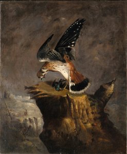 Le vautour et ses proies