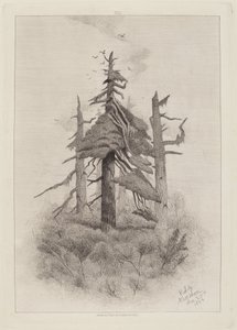 Vieux arbres à l