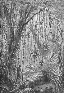 Forêt brésilienne