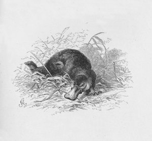 Ornithorhynchus Paradoxus, vers 1885, 1890