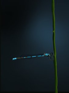 Demoiselle, 2022 - Roberta Murray