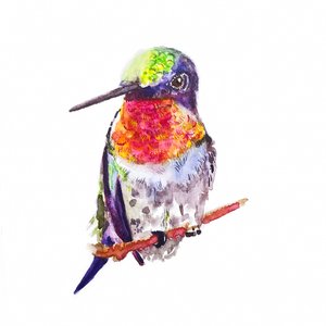 Colibri à gorge rubis, 2021