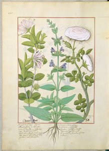 Chèvrefeuille, Sauge et Rose, illustration du Livre des simples médecines par Mattheaus Platearius 133v