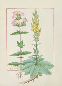 Illustration du Livre des Simples Médecines de Mattheaus Platearius
