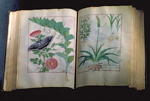 Ms Fr. Fv VI #1 Deux pages représentant Rose et Ail, du Livre des simples médecines par Mattheus Platearius (décédé vers 1161) vers 1470