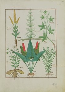 Ms Fr. Fv VI #1 fol.125r Rangée du haut : Maïs, Equisetum et Labruscae flos. Rangée du bas : Marguerite, Jarus et Marjolaine, illustration de Le Livre Simple des Médicaments, par Mattheaus Platearius (d.c.1161) vers 1470