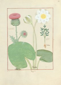 Chardon plumeux, nénuphar et ricin, illustration de 