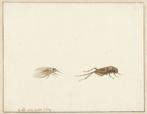 Deux insectes - Rochus van Veen