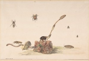 Divers insectes par un champignon - Rochus van Veen