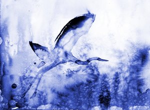 Le gracieux héron bleu - RodMacIver