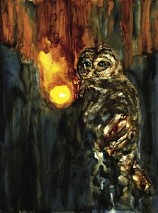 Lumière mystique de la chouette - RodMacIver