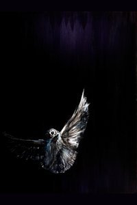 Le vol nocturne des hiboux - RodMacIver