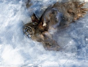 Le vol plané du harfang des neiges