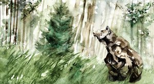 Ours des forêts sauvages - RodMacIver
