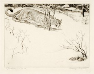 Bob-white et Puma - Rodney Thomson