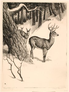 Deer Family - Rodney Thomson