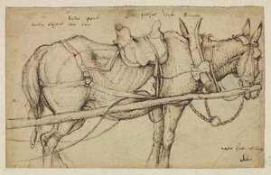 Mule harnachée