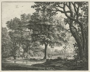 Cerfs dans la forêt de La Haye