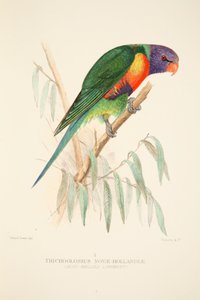 Loriquet à ventre bleu, gravure colorée à la main