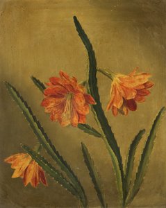 Étude de fleurs - Rolinda Sharples