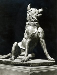 Chien Bull Mastif