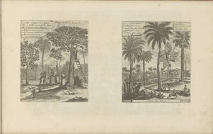 Paysages avec manguiers, cocotiers et palmiers (Les Indes Orientales et Occidentales et autres lieux) - Romeyn de Hooghe